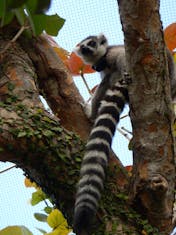 Lemur. Don't do the Zoo as an Excursion. Easy to find on your own. Take BusFerry
