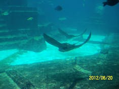 Nassau, Bahamas - The underground aquarium at Atlantis.