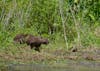 Wandering capybara