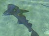 Shark at Coral World, St.Thomas