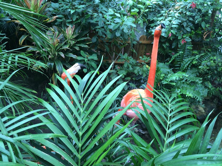 Key West, Florida - Flamingo at butterfly Museum