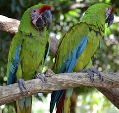 Puntarenas, Costa Rica - These macaws are so pretty.