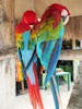 Rocky and Sunshine, mascots at Paradise Beach, Cozumel