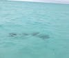 Group of rays in Bora Bora