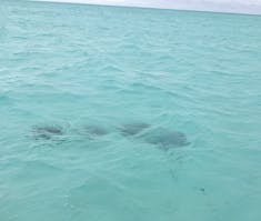 Group of rays in Bora Bora