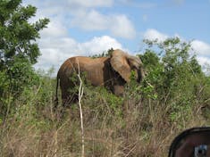 Kenya---Elephants and more elephants--everywhere.