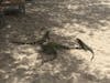 Iguanas on Curacao