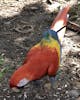 Feathered friend. The birds aren't skittish but don't beg for food either.