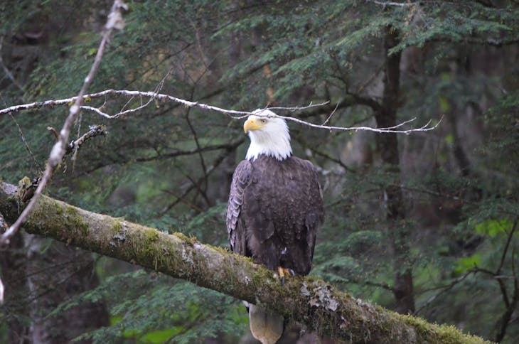 Juneau, Alaska - Bald Eagle in Juneau