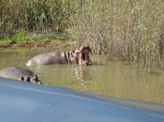 Hippopotamus, number one killer of humans in Africa, after the mosquito 
