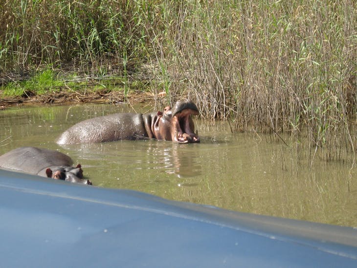 Hippopotamus, number one killer of humans in Africa, after the mosquito  - Prinsendam