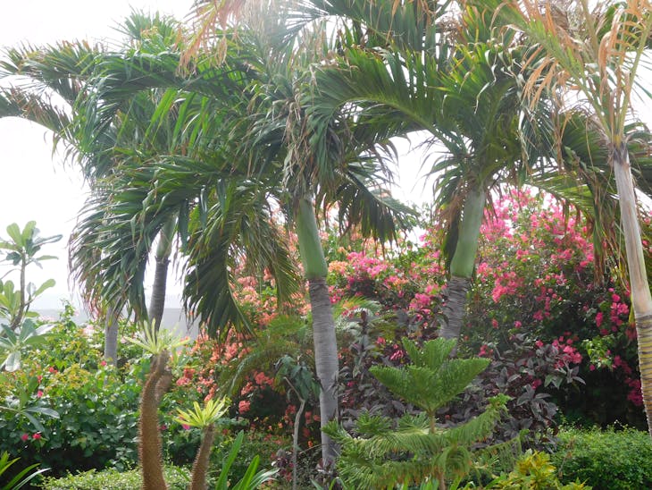 Grand Turk Island - Tropical plants