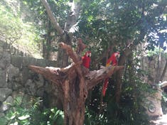 Cozumel, Mexico - Aviary at Excaret Eco Park