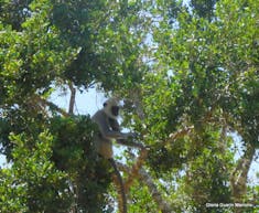 Hambantota, Sri Lanka - Monkey in a tree Yala National Park, Sri Lanka