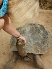 Can't believe I'm petting a Galapogos Tortoise who is almost as old as I am!