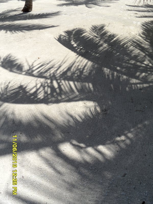 Belize City, Belize - palm shadow on the sand