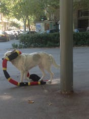 Barcelona, Spain - Dog with a pet snake "stuffie" in Barcelona