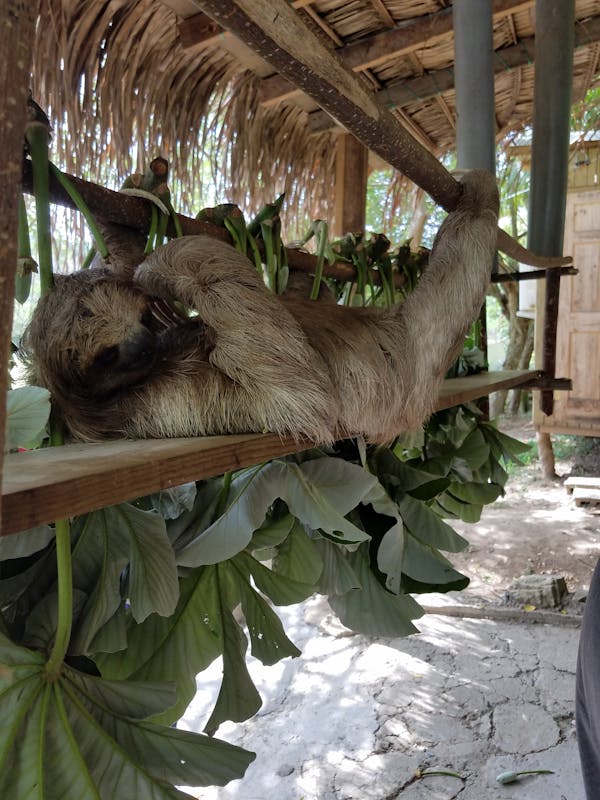 Roatan sloth - Carnival Magic