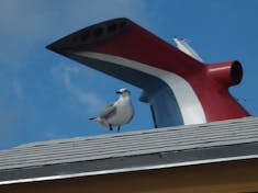 Nassau, Bahamas - Carnival photo bombed my bird