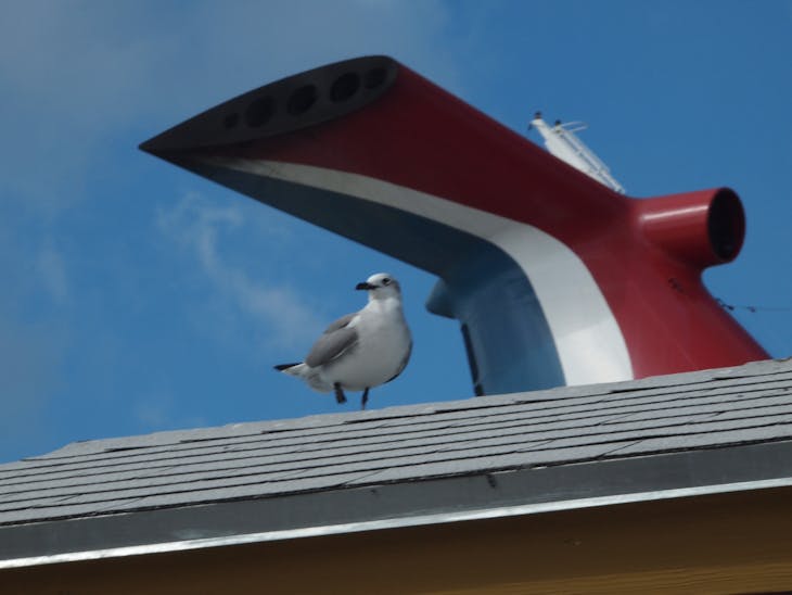 Nassau, Bahamas - Carnival photo bombed my bird