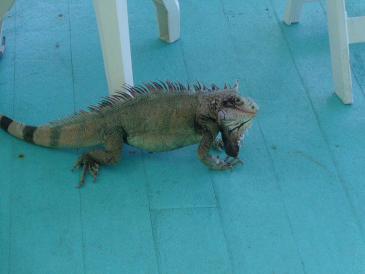 Charlotte Amalie, St. Thomas - My friend Iguana 