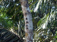 Puerto Limon, Costa Rica - Tiny Bats on tree