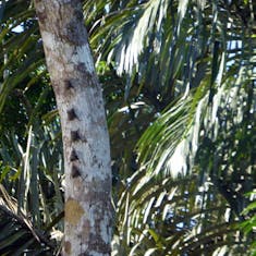 Puerto Limon, Costa Rica - Tiny Bats on tree