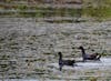 Waterfowl in Gatun Lake