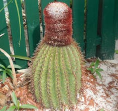 An unusual cactus