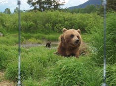 Anchorage, Alaska - Brown bears at the Alaska Wildlife Conservation Center