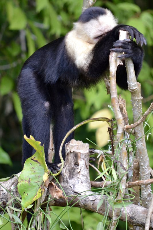 Fuerte Amador, Panama - Forlorner capuchin... we had no food to give him.