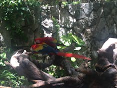 Cozumel, Mexico - Aviary at Excaret Eco Park