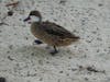 Birds on Sapphire Beach.  They were friendly. 