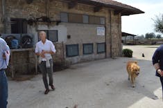 Sorrento, Italy - Dairy Farm Tour