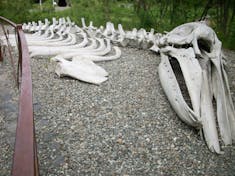 Grey whale bones at the Alaska Native Heritage Center