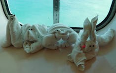 Our towel animals for the week