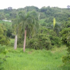 San Juan, Puerto Rico - Rain Forest View